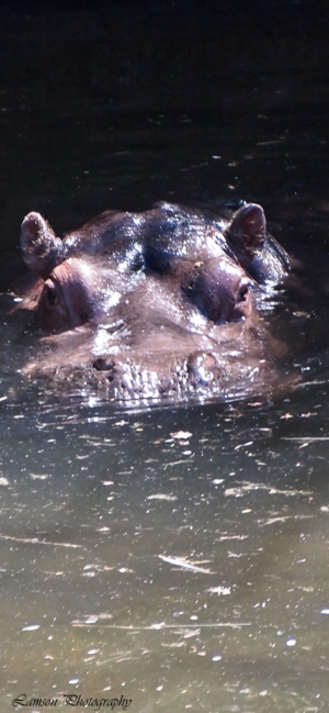 Hippo Phone Wallpaper