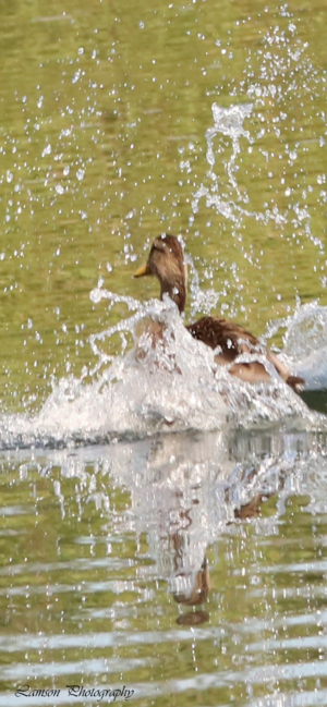 Splash Down Phone Wallpaper