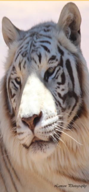 White Tiger Phone Wallpaper