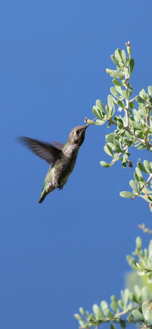 Green Hummingbird Phone Wallpaper