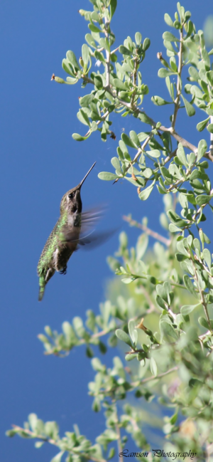 Hummingbird Phone Wallpaper
