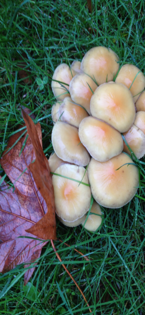 Mushrooms Phone Wallpaper