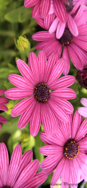 Pink Daisy Phone Wallpaper