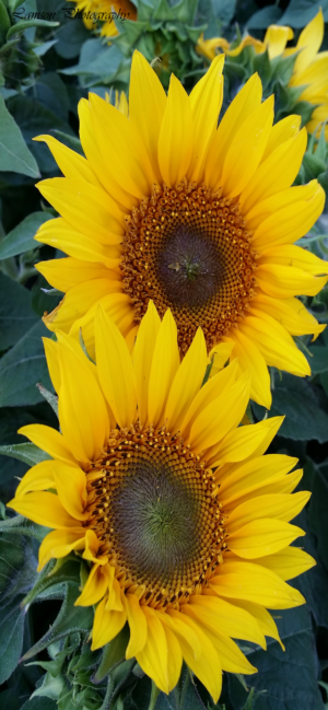 Sunflowers Phone Wallpaper