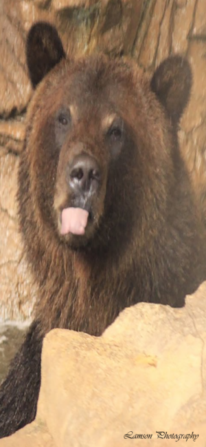 Unexpected Raspberry Phone Wallpaper