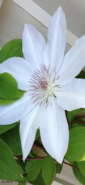 White Clematis Phone Wallpaper